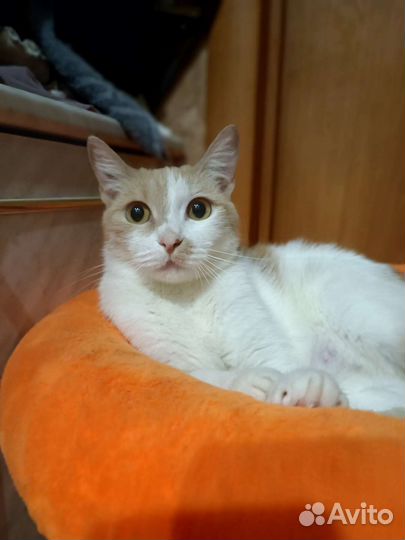 Кошка в добрые руки