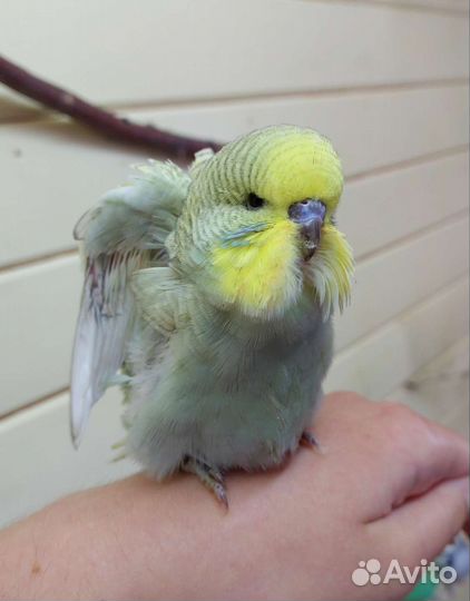 Ввп чех, выставочный волнистый попугай птенцы