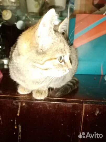 Котенок в добрые руки