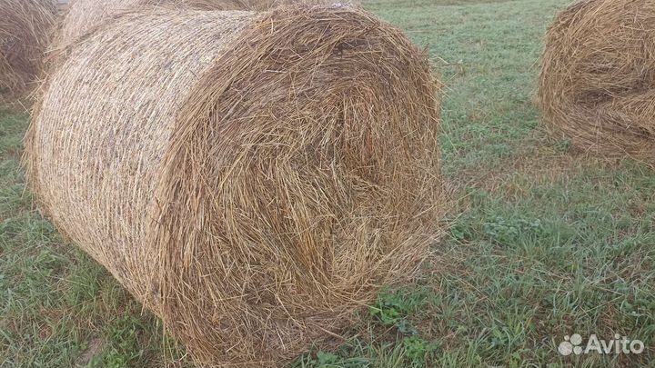 Сено в рулонах