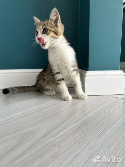 Котенок