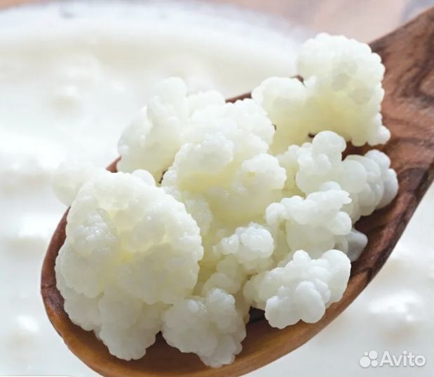 Индийский морской рис, тибетский молочный гриб