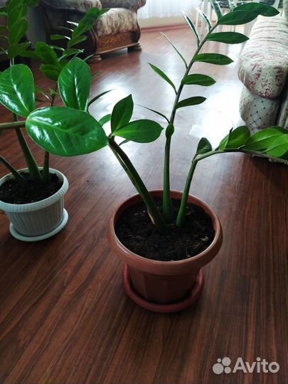 Замиокулькас