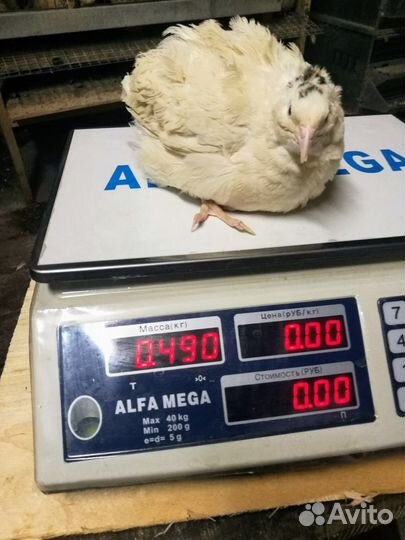 Инкубационное яйцо перепелов