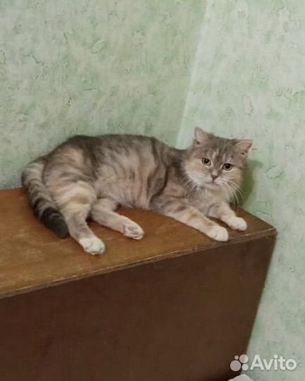Кошка Пуша ищет дом