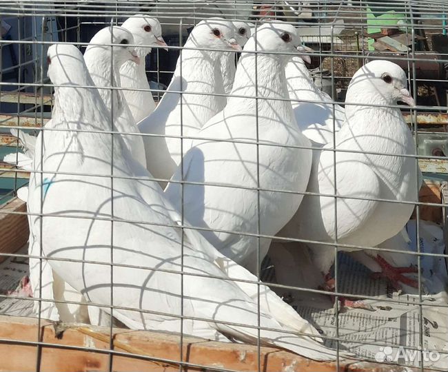 Продажа бакинских голубей