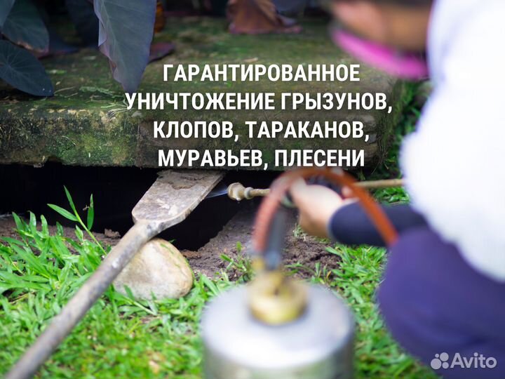 Дератизация. Уничтожение крыс, мышей