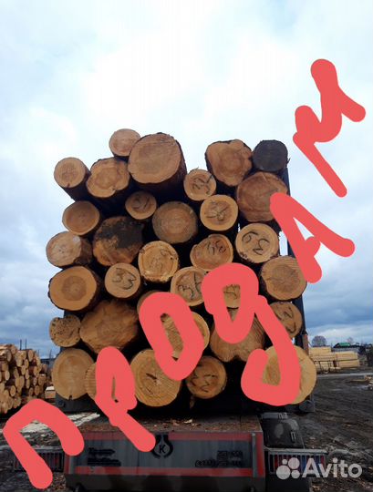 Лес кругляк сосна