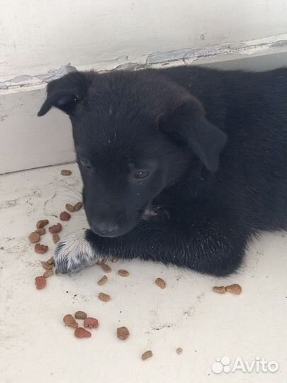 Щенок(мальчик)