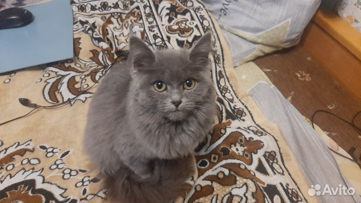 Кошечка в добрые руки