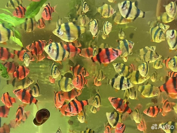 Аквариумные рыбки