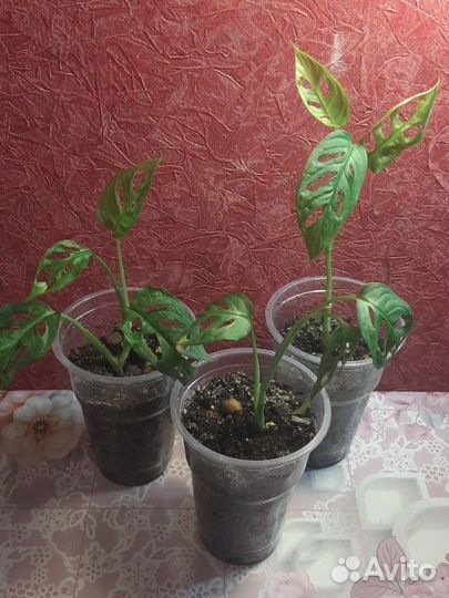 Монстера манки