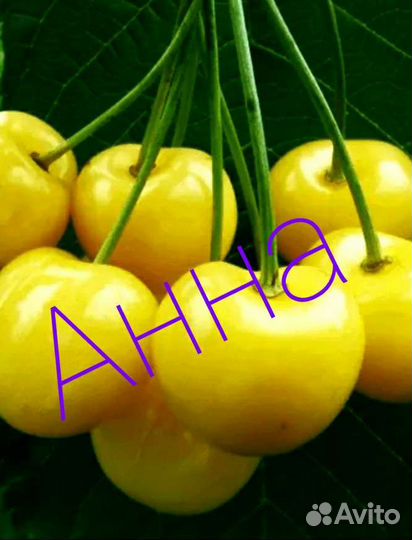 Продам саженцы