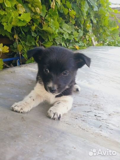 Щенок девочка в добрые руки маленькой собачки