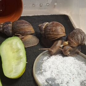 Орыстардың аузына Woodman кончалары