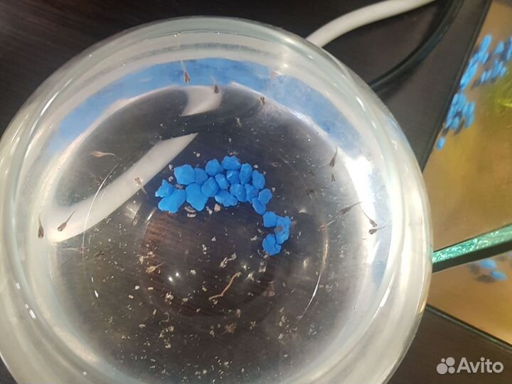 Рыбки гуппи