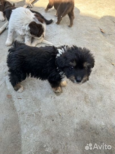 Собака в добрые руки,щенок