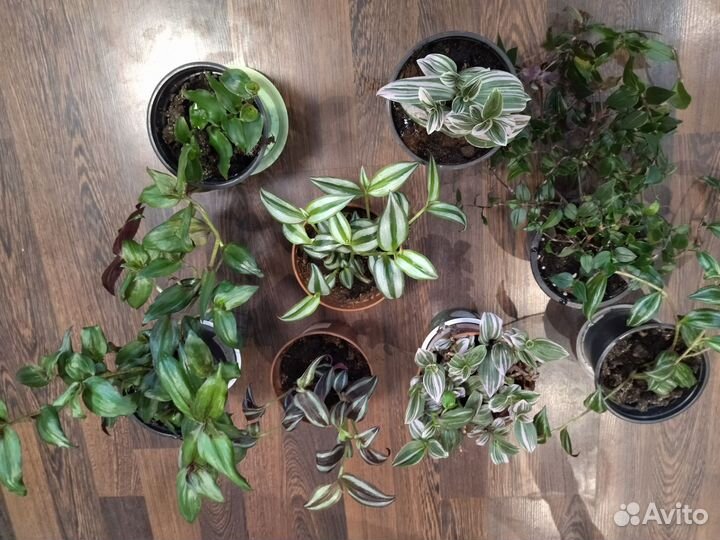 Традесканции