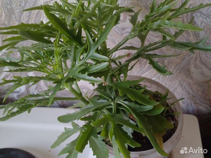 Каланхое оленьи рожки