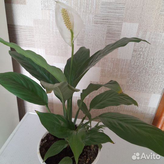 Спатифиллум