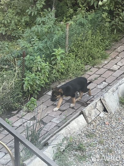 Щенок в добрые руки бесплатно мальчик