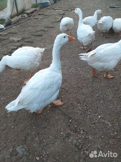 Гуси