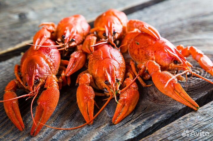 Живые раки (крупные) Волга В розницу