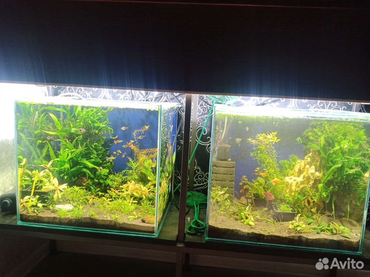 Аквариумные растения прополка