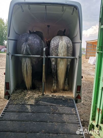 Коневоз,скотовоз,перевозка животных