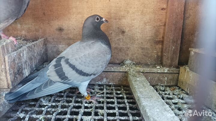 Спортивные голуби (почтовые)