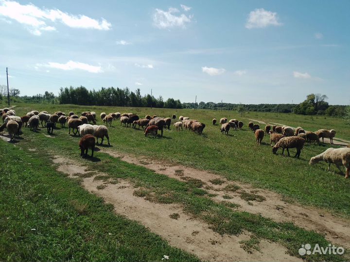 Курдючные бараны овцы