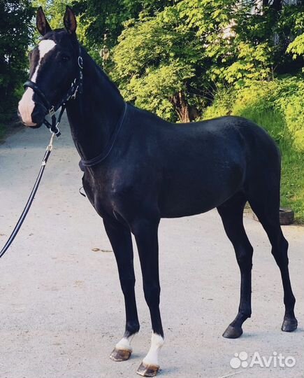 Универсальный мерин в аренду