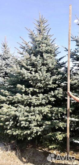Ель колючая