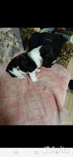 Щенки русского спаниеля