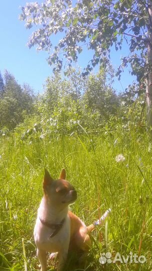 Вязка чихуахуа