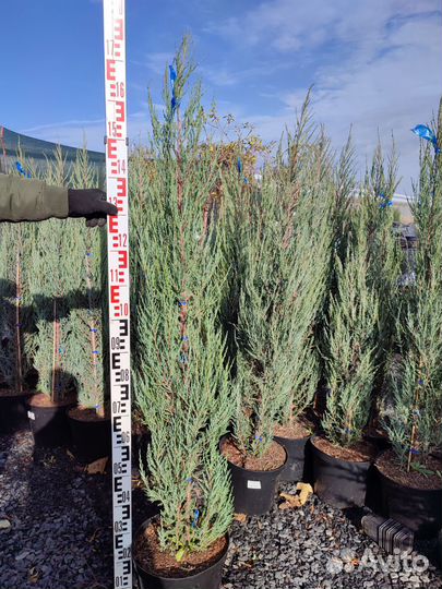 Можжевельник скальный Блю Эрроу