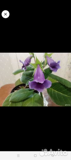 Фиалки, тидея