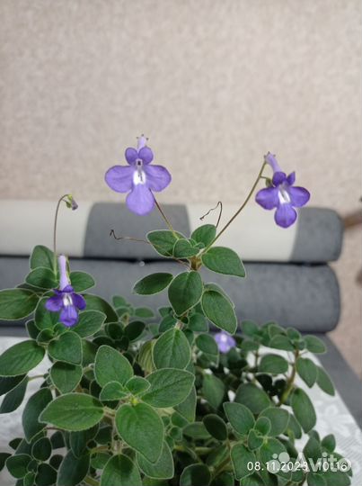 Комнатные цветы