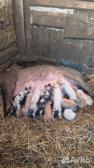 Поросята макстер дюрок