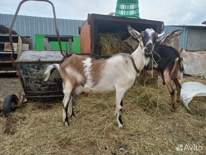 Альпийские козы