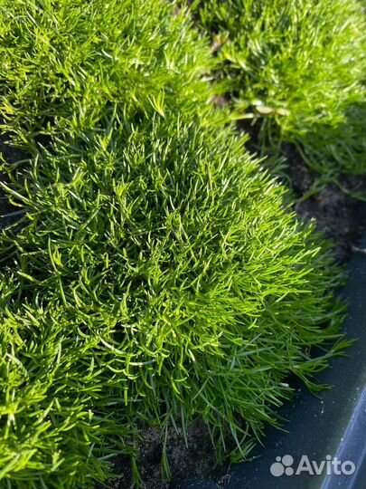 Ирландский мох мшанка