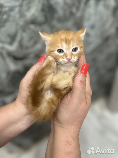 Рыжий котик