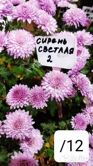 Хризантема мультифлора