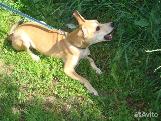 В добрые руки