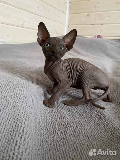 Канадский сфинкс 2 месяца