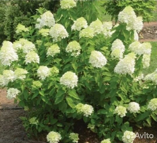 Гортензия метельчатая в р9