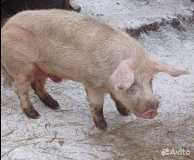 Хряк на племя