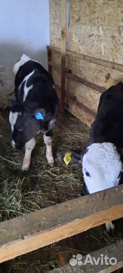 Телята бычки