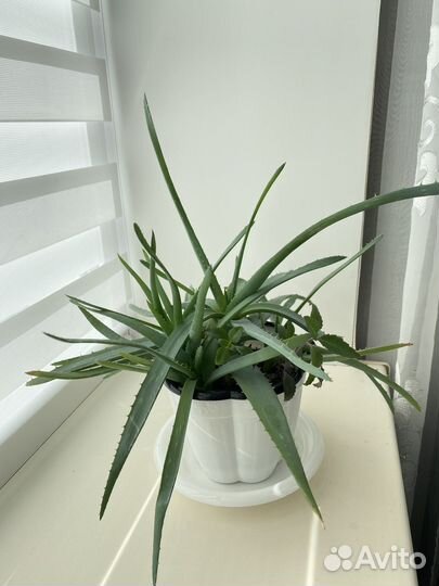 Алоэ и Каланхоэ