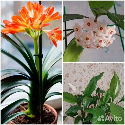 Сансевиерия,спатифиллум,кливия,герань,хоя